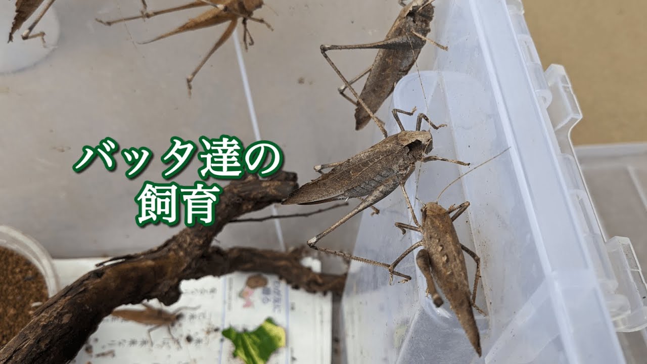 すみか バッタ – バッタのすみか かわいい | バッタのすみかにしているわけの検索結果 – SELFOO