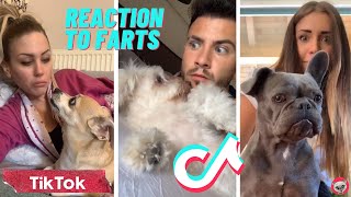 Cats And Dogs Reaction To Farts - Try Not To Laugh Animal Funday