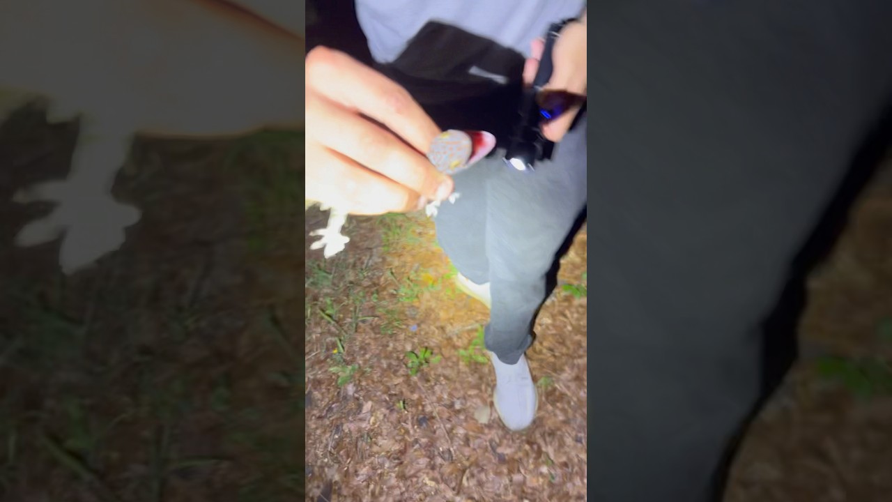 Catching Tokay Gekos In Florida 