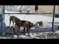 Dog park training - How to put the other side of fence to use