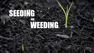 Seeding and Weeding ( Waiting for the Harvest ) Wealth
