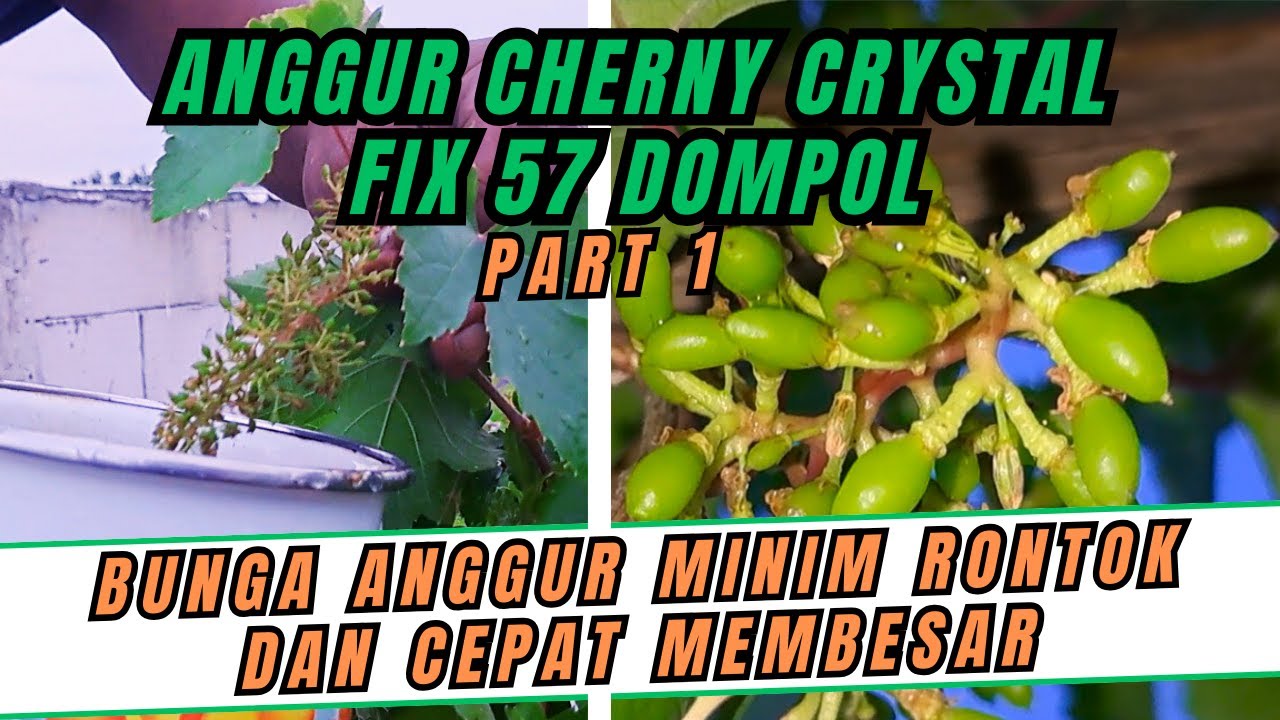 Anggur Rontok KEISTIMEWAAN APLIKASI ZPT UNTUK PEMBESAR & PENAMBAH BOBOT BUAH PADA ...