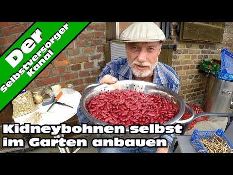 Kidneybohnen im Garten erfolgreich anbauen