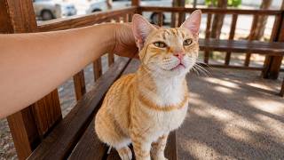 Every Time I Come Here, I Find This Orange Stray Cat in the Same Spot