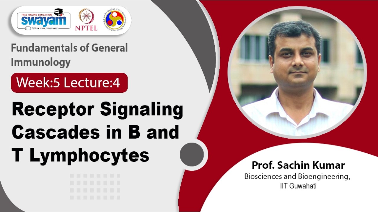 Lec 20: Receptor Signaling Cascades in B and T Lymphocytes