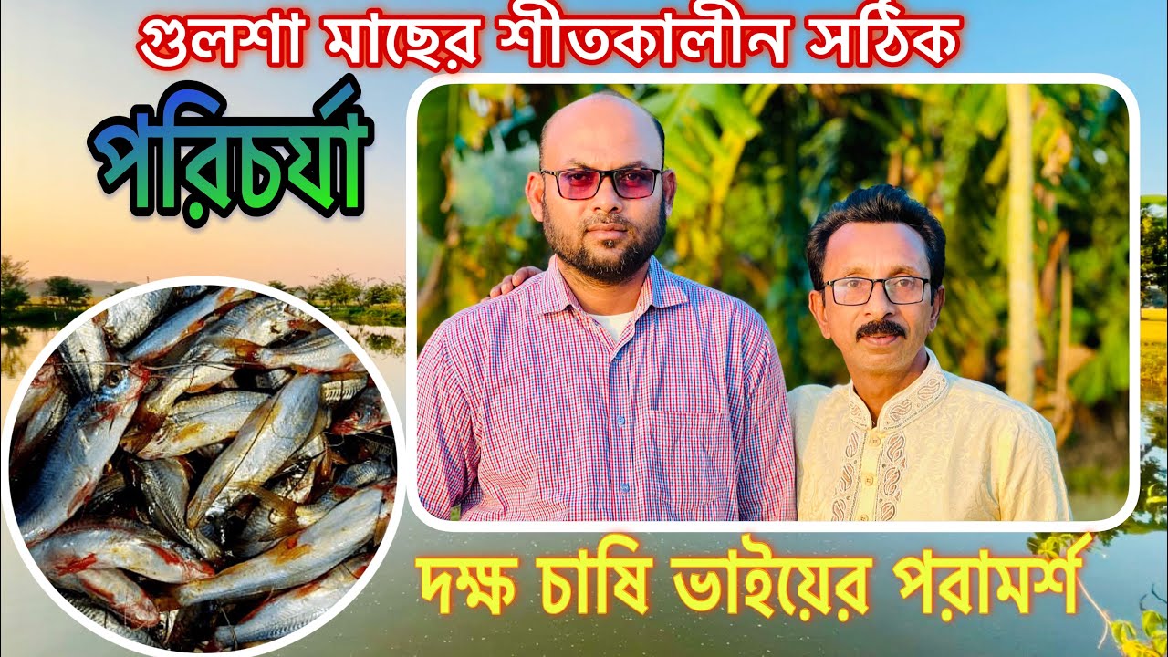 গুলশা মাছের শীতকালীন সঠিক পরিচর্যা..