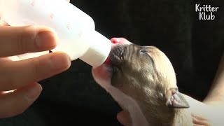 Pitbull Terrier Dogs To Learn What Maternal Love Is Kritter Klub