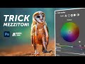 Scopri il Cursore Nascosto dei Mezzitoni: Migliora le Tue Foto in Camera Raw e Lightroom