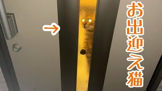 主人の帰りを猫が玄関で待っていてくれる幸せがこれです!