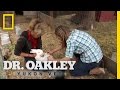 Who's the Bunny's Daddy? | Dr. Oakley, Yukon Vet