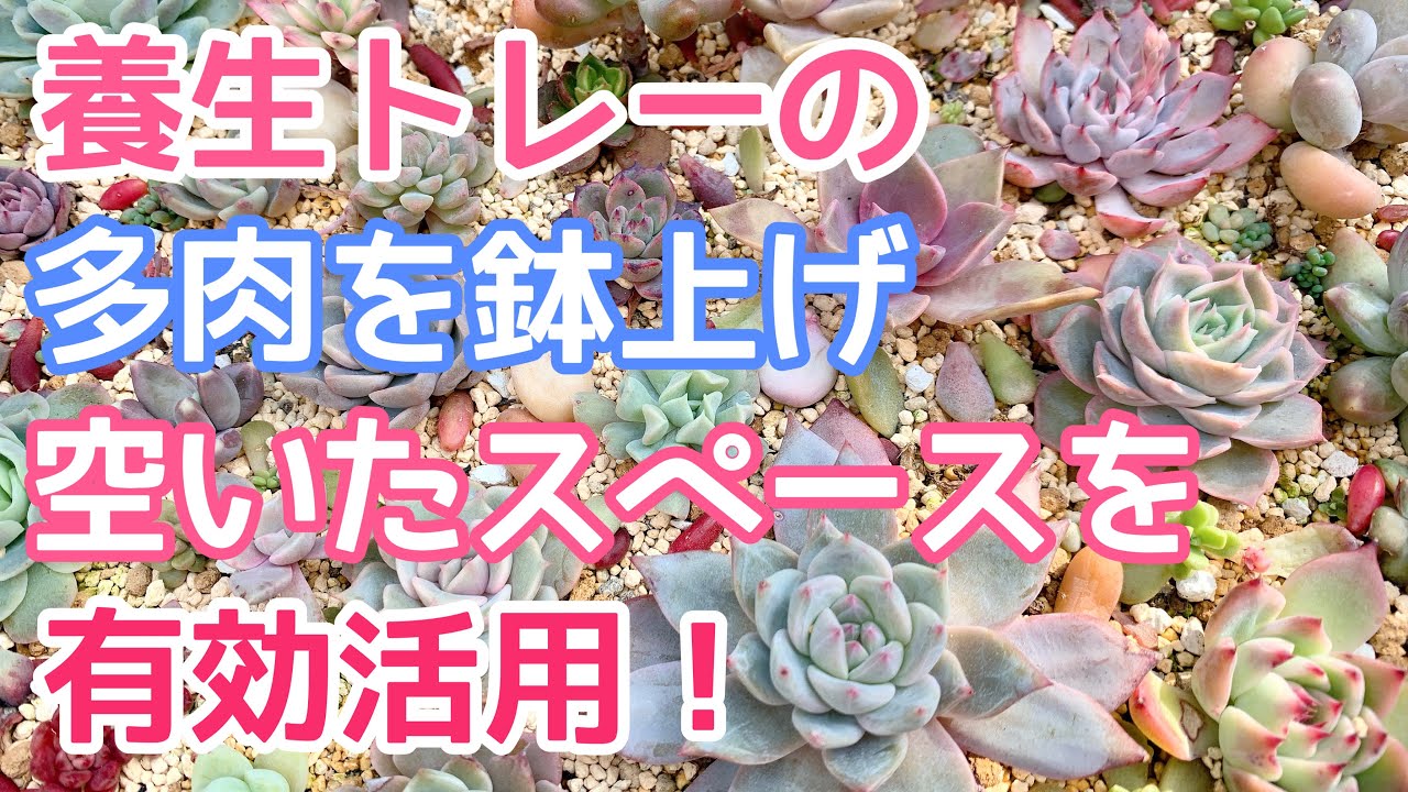 vlog323】【多肉植物】養生トレーの多肉を鉢上げ🪴間スペースは有効