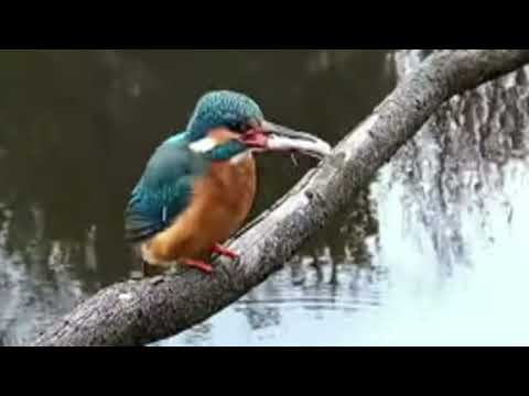 Kingfisher | Eisvogel