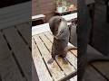 【悲報】カワウソさん、凍ったホタテが離れなくなってしまう😳😳 [Sad News] The Otter Can’t Seem To Get the Frozen Scallop Off #shorts