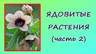 Ядовитые Растения (Часть 2): Белена, Дурман, Борщевик.