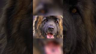 Meet the Leonberger  A Lion Like Dog of European Nobility