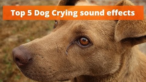 Top 5 Dog Crying sound effects