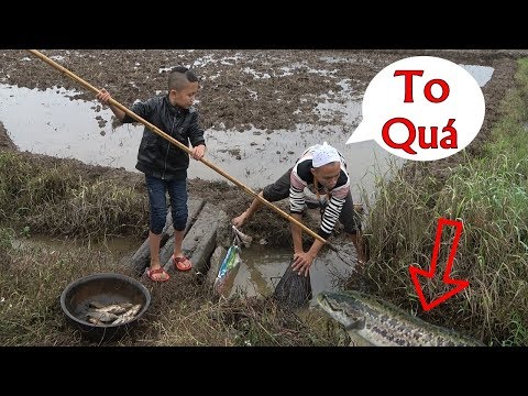 Video Cá Quả Đốt Rơm - Anh Em Tam Mao Tát Cạn Hố Nước Bắt... - youtube