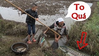 Cá Quả Đốt Rơm - Anh Em Tam Mao Tát Cạn Hố Nước Bắt Đầy Chậu Cá M・A・O 検索動画47 Cá Quả Đốt Rơm - Anh Em Tam Mao Tát Cạn Hố Nước Bắt Đầy Chậu Cá M・A・O 検索動画 47