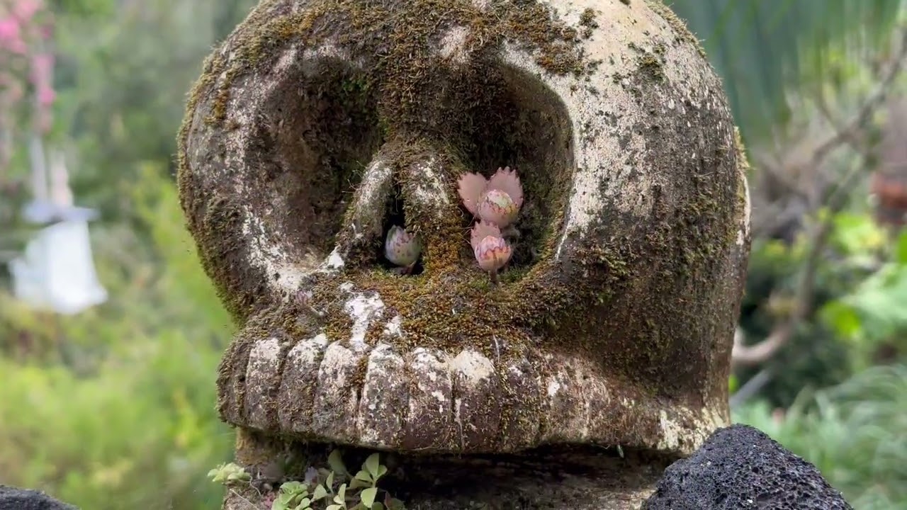 Jardín Botánico de Puerto Vallarta - Jalisco, México
