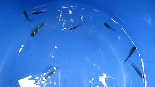 【メダカ屋外飼育】今シーズン１１回目のメダカ買い出し・購入したのは黒蜂の稚魚