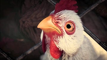 Fable III Chicken Introduction