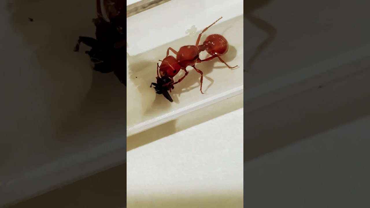 Queen harvest or any eating baby cricket Pogonymermex barbatus.