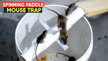 Bucket Mouse Trap | Spinning Paddle Rat Trap | Homemade mouse trap