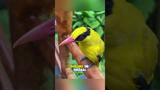 Burung kepodang | Burung kicau berwarna kuning yang khas #shorts
