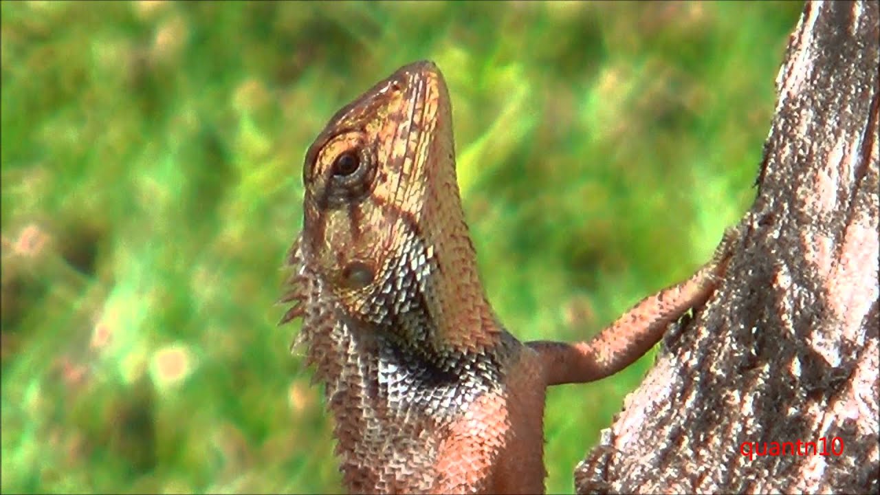 Nhông hàng rào - Oriental garden lizard - YouTube