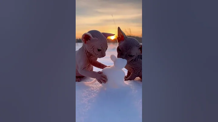 Video 11830571: catlover cutecat sphynxcat, sphynx kitty, sphynx cat, adorable sphynx, hairless cat, cat snow, cat mouse