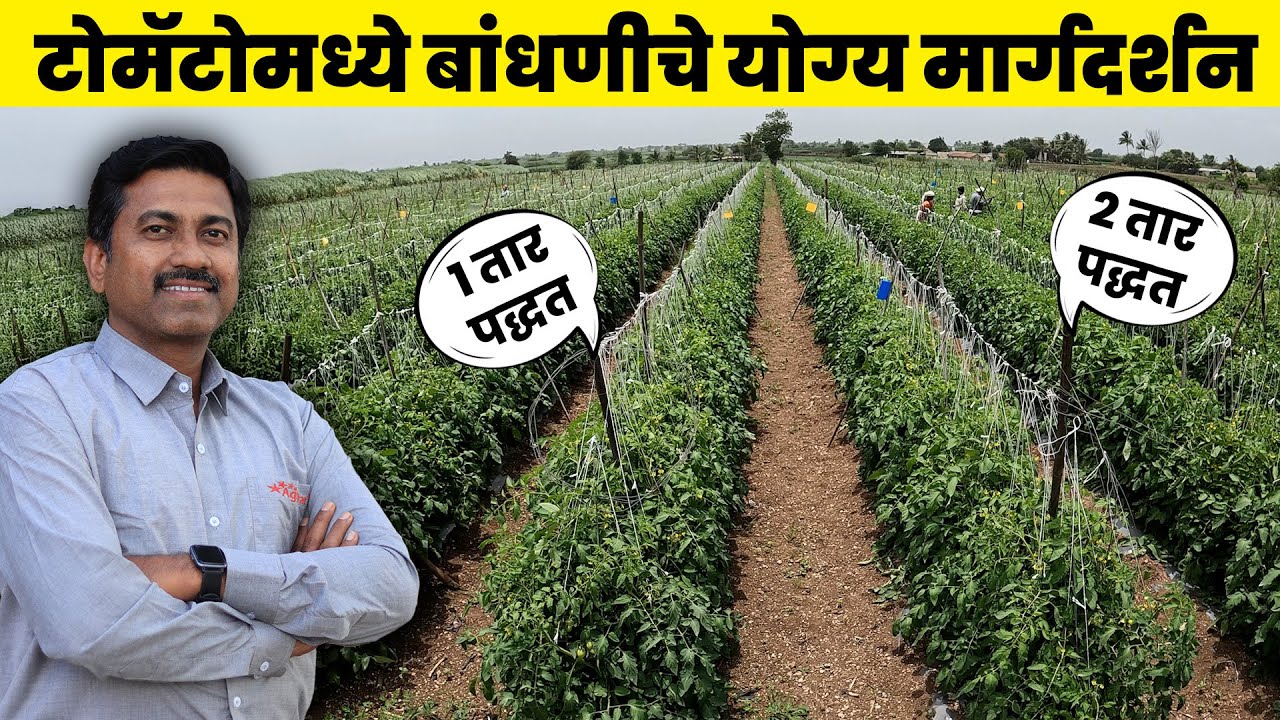 ⚠️ टोमॅटो बांधणीच्या 5 चुका टाळा ज्यामुळे उत्पादन घटते! ✅ खरीप vs उन्हाळा : बांधणीत काय बदल करावा?