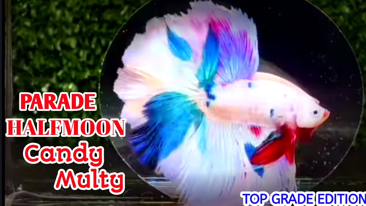 Cupang Halfmoon Candy Multicolor || Cupang Viral || Cupang Termahal