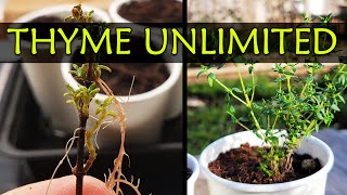 Grow Unlimited Thyme From Cuttings