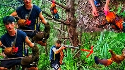 ต่อไก่ป่าเข้าดีมากจอบได้1ตัวแม่ dib  qaib qus tuaj zoo kg