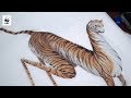 Rare Stripes Collection | WWF-Australia