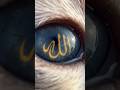 اس بلی کی انکھ میں دیکھیں اللہ لکھا ہوا ہے سبحان اللہ Love Allahuakbar اس بلی کی انکھ میں دیکھیں اللہ لکھا ہوا ہے سبحان اللہ Love Allahuakbar