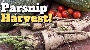 Harvesting Parsnips