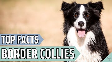 Pros and Cons of Owning a Border Collie | Is a Collie Right for You?