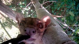 fossa mayhem by SCARCE WORLDWIDE 4,255 views 8 years ago 4 minutes, 48 seconds