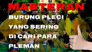 masteran burung pleci || masteran yang sering dicari para pleman👍