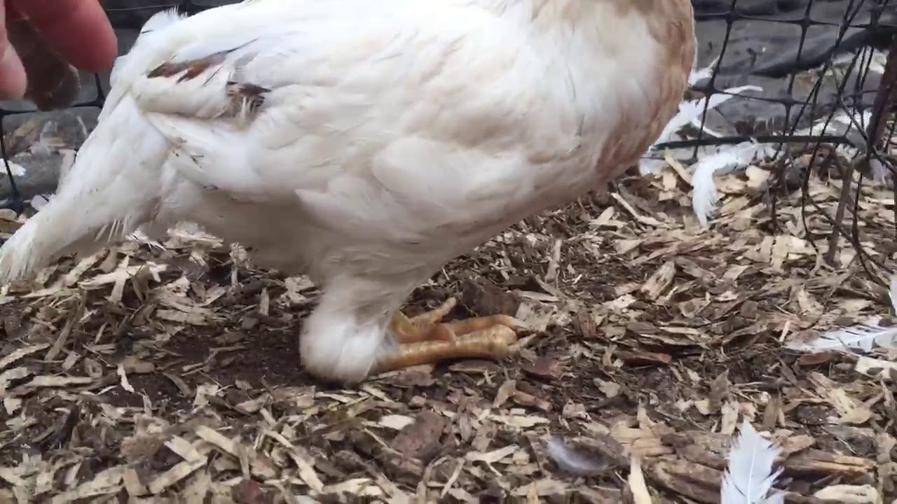 Injured Chicken YouTube