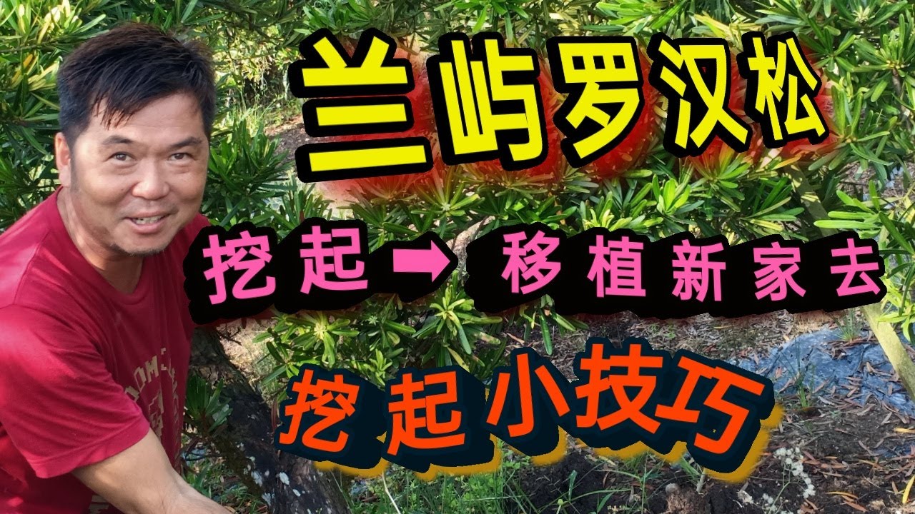 羅漢松 | 羅漢松挖起小技巧