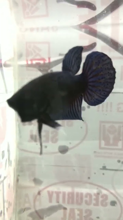 ikan cupang katung/ ikan cupang aduan #cupang #ikan #ikanhias #short #shorts #laga