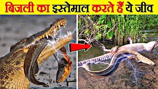 अद्भुत जानवर जो वास्तव में बिजली का उपयोग करते हैं | Amazing animals who actually use electricity.