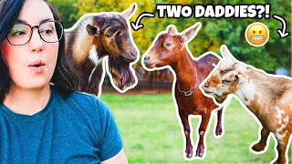 Oops…we have TWO possible goat fathers!