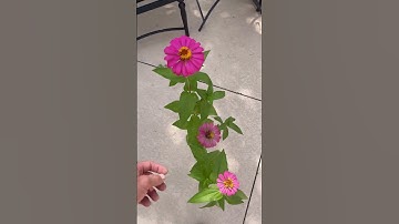 Tough Day in the Office 🐥💦 #onlypools #poolcleaning #algae #algaecleanup