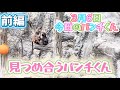 【最新】今日のパンチくんをお届けします🐒💕2026.3.6前編 市川市動植物園