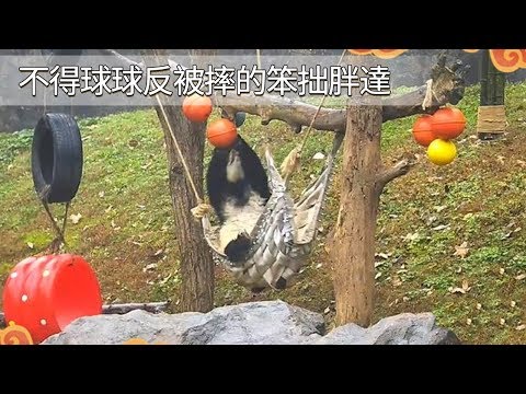 《熊貓早晚安》不得球球反被摔的笨拙胖達 | iPanda