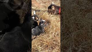 When your kids wore you out but the hay tastes SO good! #kiddingseason #homestead #nigeriandwarf