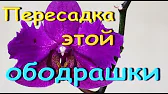 Орхидеи,узамба́рские фиалки,Самара🌺